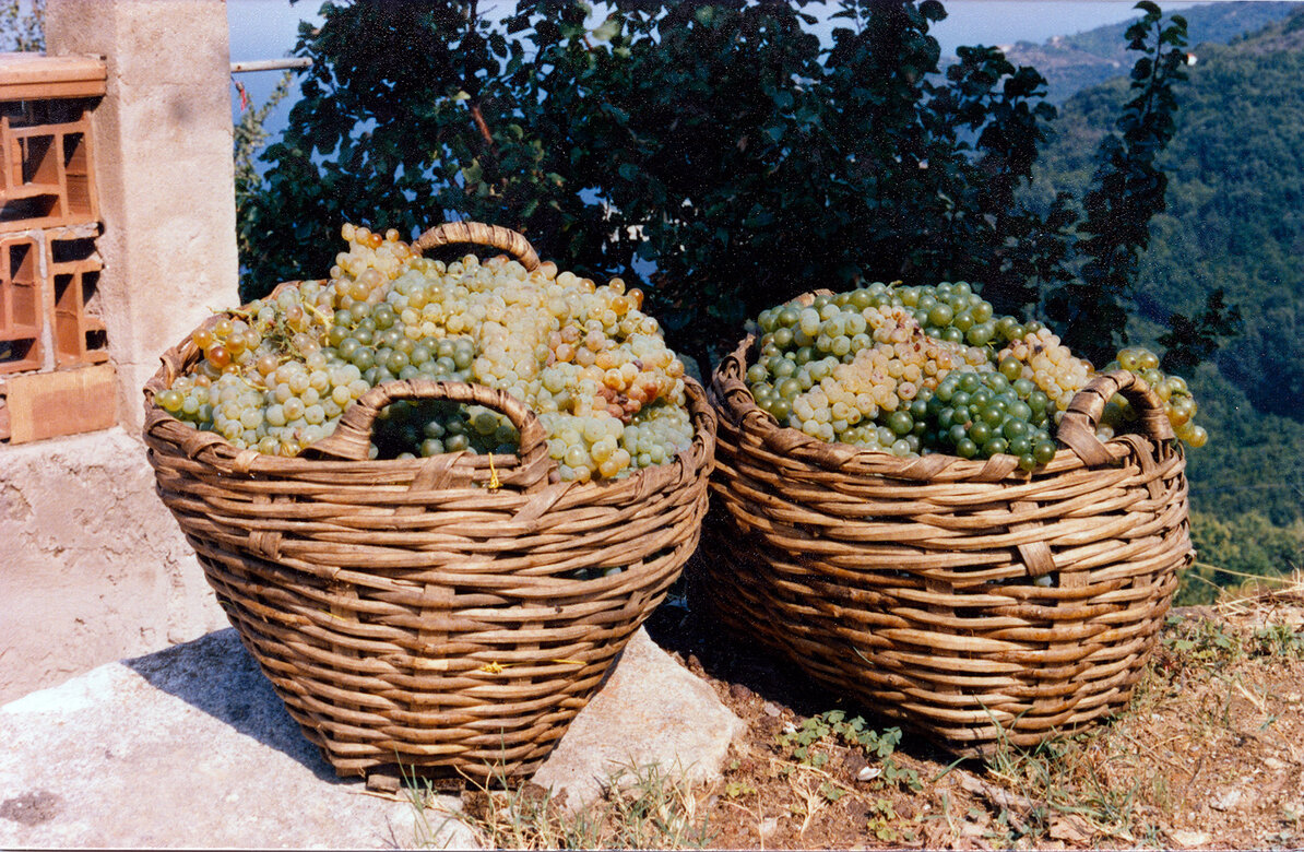 Cesto d'uva