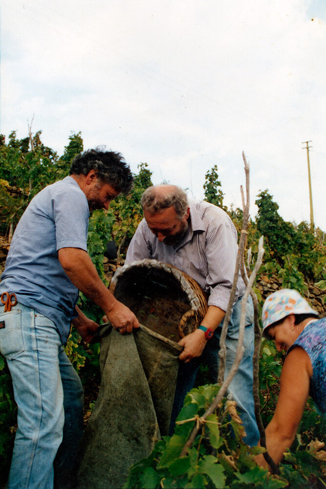 Vendemmia nel sacco
