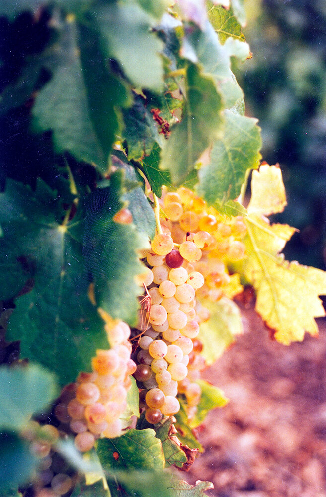 Grappolo del vitigno Procanico