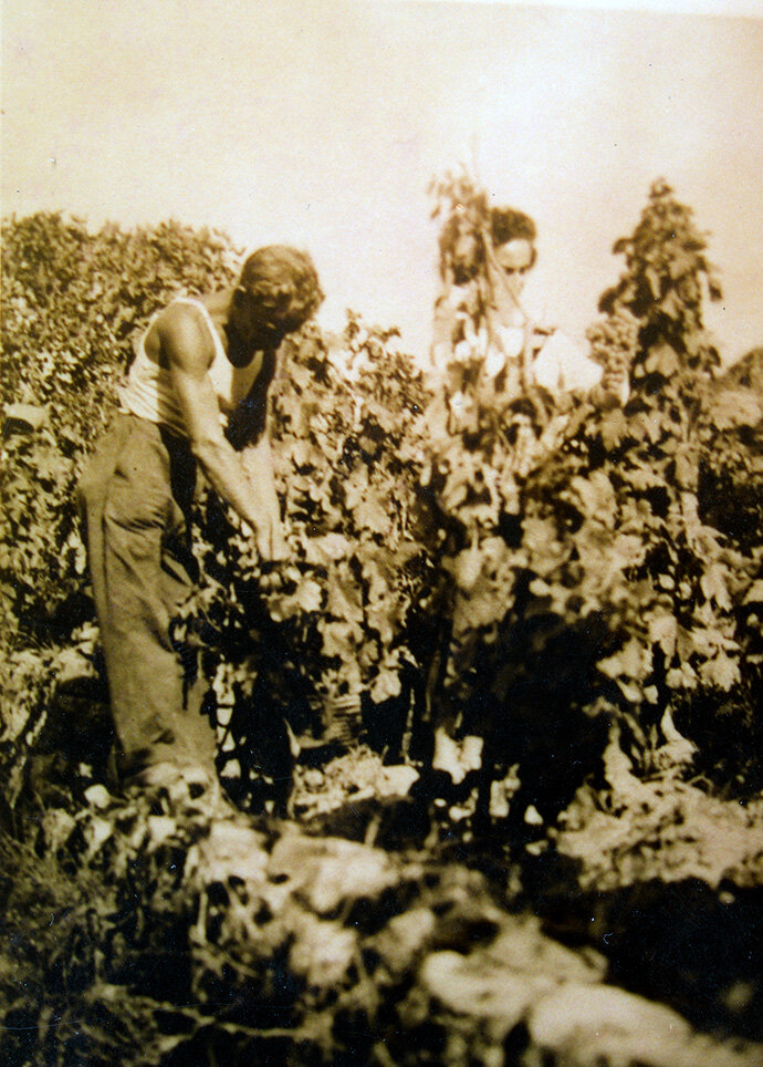 Vendemmia alle Casine