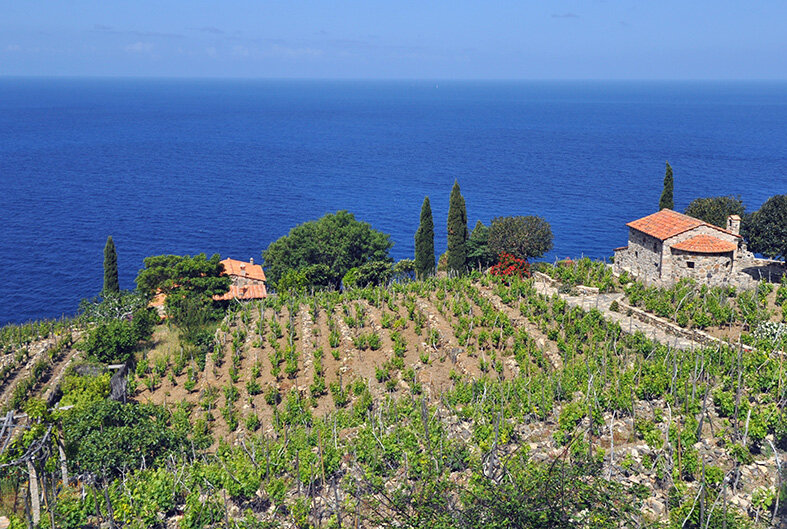 Vigneto del podere Chiarelli a Campo Lo Feno