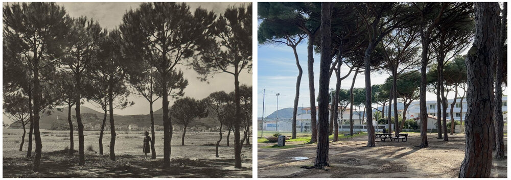 CERBONI-REMAKE - Nadia Pieruzzini_Campo-pineta